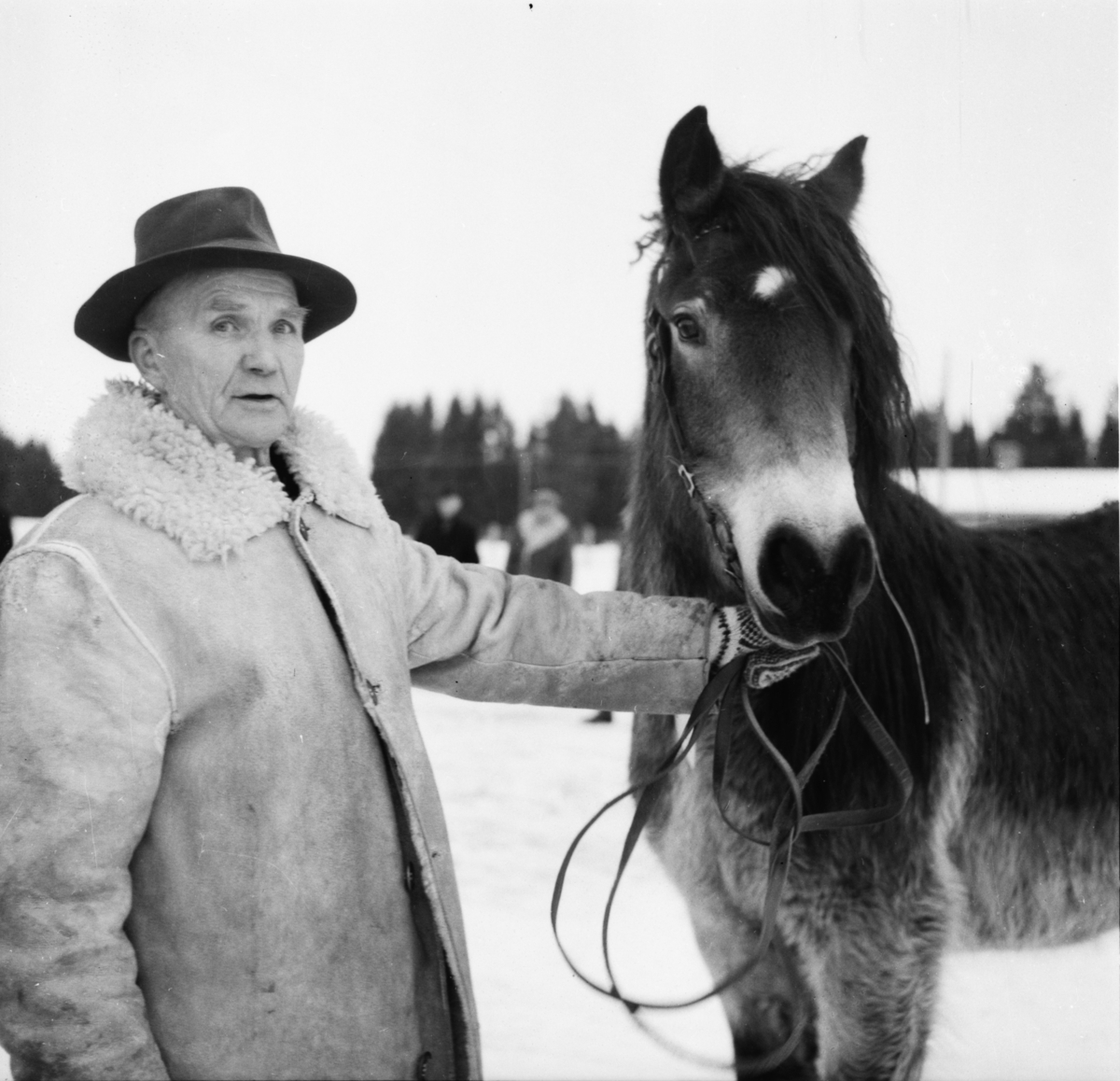 Vardens arkiv. "Hestesjå på Klosterskogen"  21.01.1954