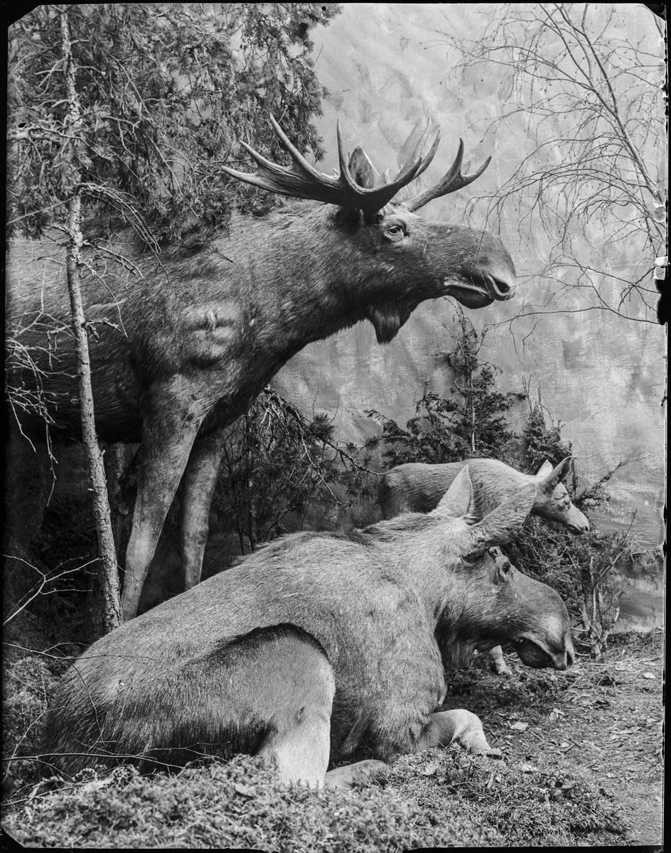 Diorama från Biologiska museets utställning om nordiskt djurliv i havs-, bergs- och skogsmiljö. Fotografi från omkring år 1900.
Biologiska museets utställning
Älg
Alces Alces (Linnaeus)