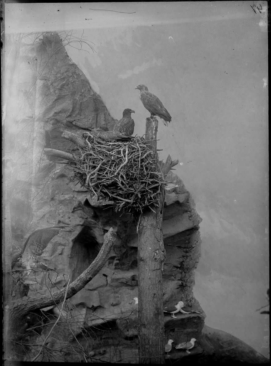 Diorama från Biologiska museets utställning om nordiskt djurliv i havs-, bergs- och skogsmiljö. Fotografi från omkring år 1900.
Biologiska museets utställning 
Havsörn
Haliaeetus albicilla (Linnaeus)