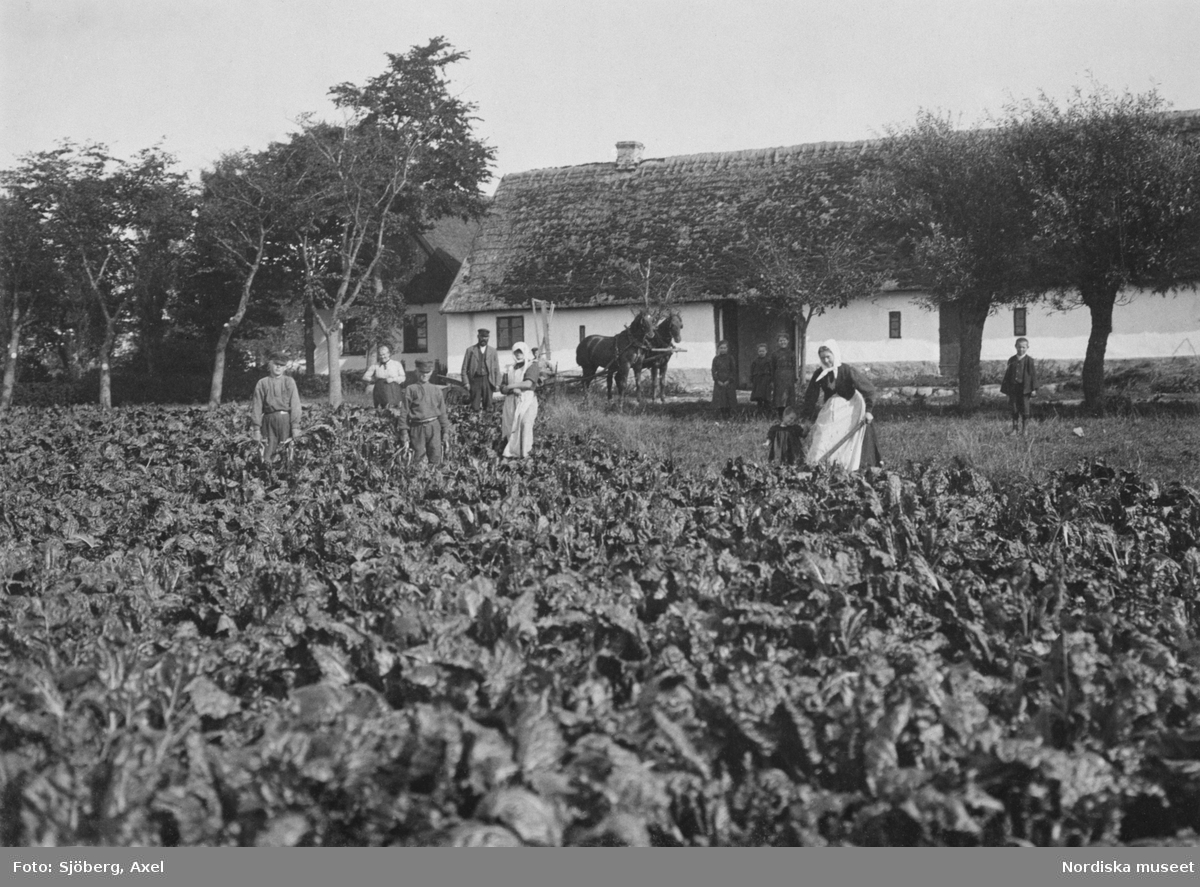 Betupptagning i Västra Klagstorp socken i Skåne. Män, kvinnor och barn står i ett fält med betor. I bakgrunden två förspända hästar och en vitputsad byggnad bland träd.