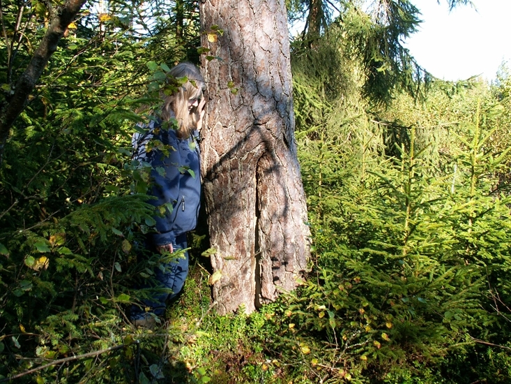 Tjärtall
Foto av tjärtall. Spår efter sk tjäruväckeri, där levande tallar skattades på tjärved. Vid sidan av tallen står Anita Torstensson.
Raä 227 a, 2007-09-02, reg i FMIS.
