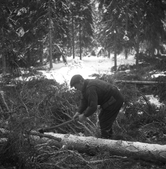 En man skräder av ett fällt träd. 
Timmerkörning, Lenhovda sn. 1945.