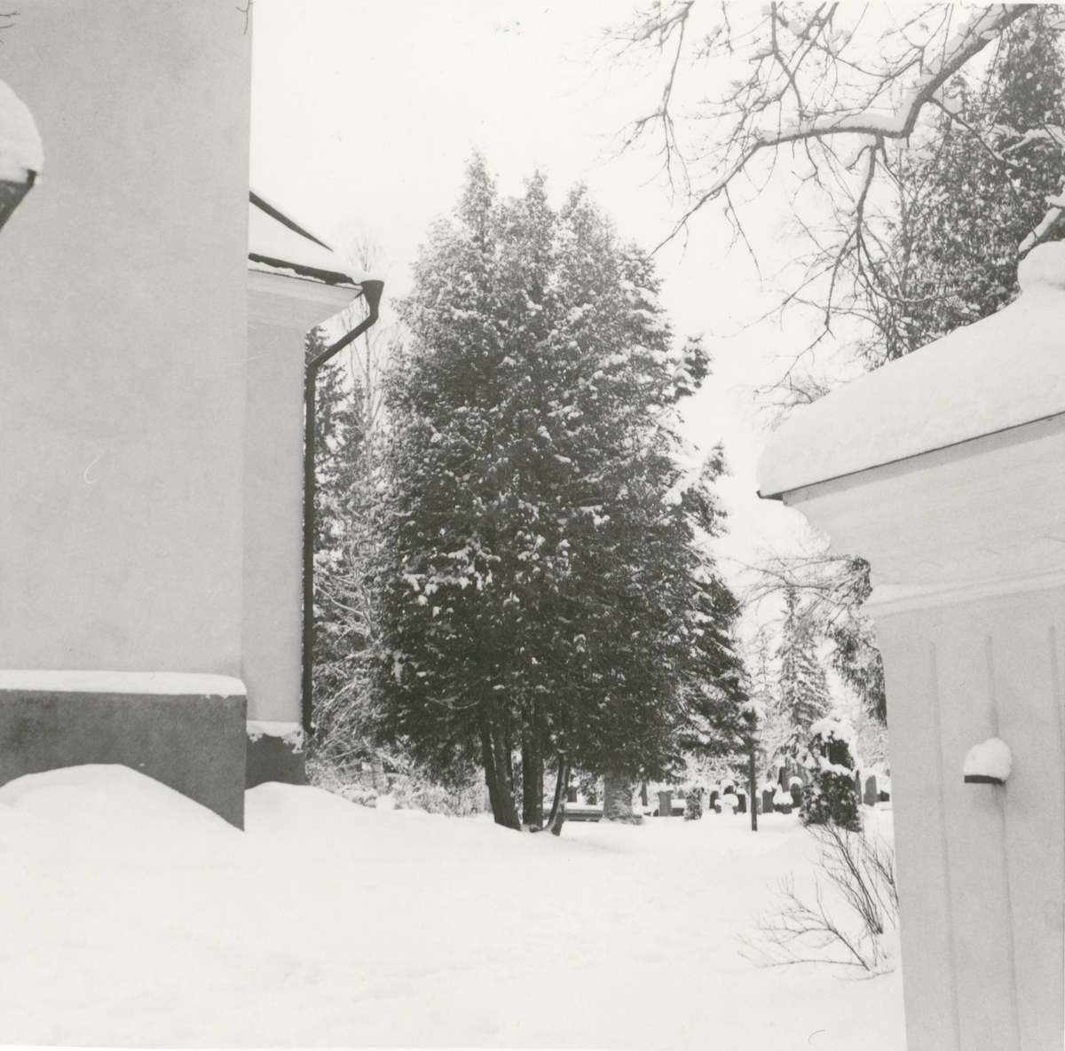 Cypresser på kyrkogården i Blackstad. Foto från väster före avverkningen.