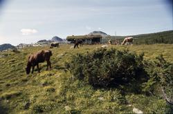 Kuer på fjellseter (staul)