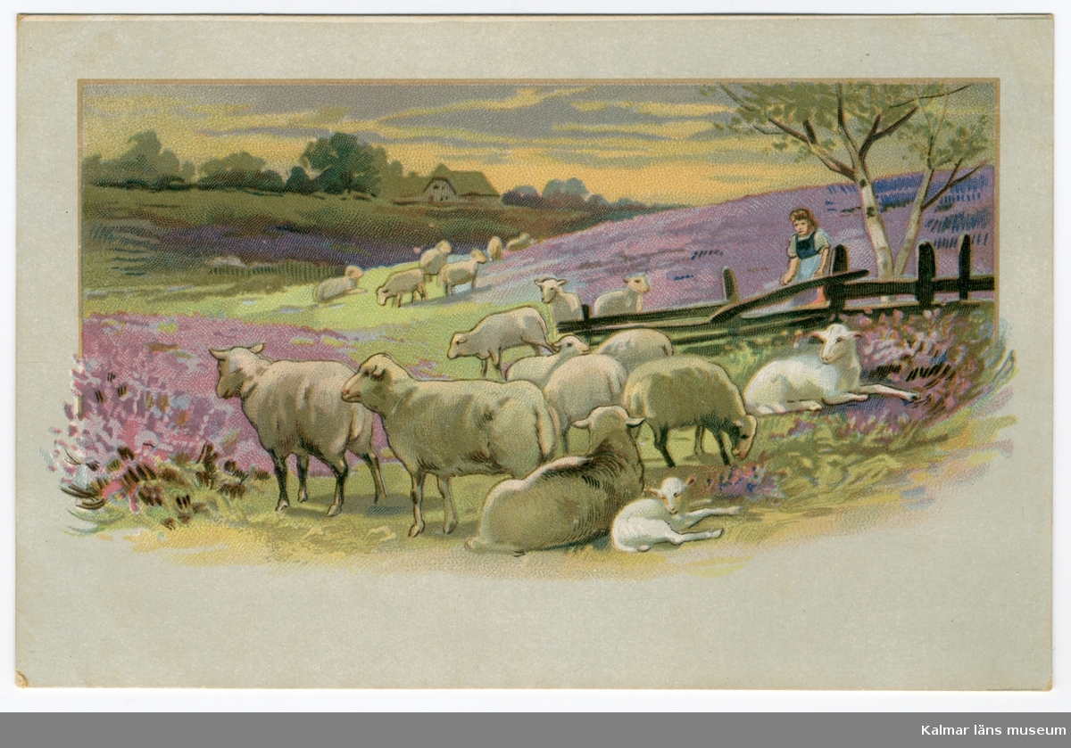 En flock får och lamm står i ett landskap där det växer gräs och ljung. I bakgrunden till höger ses en flicka vid en gärdesgård.