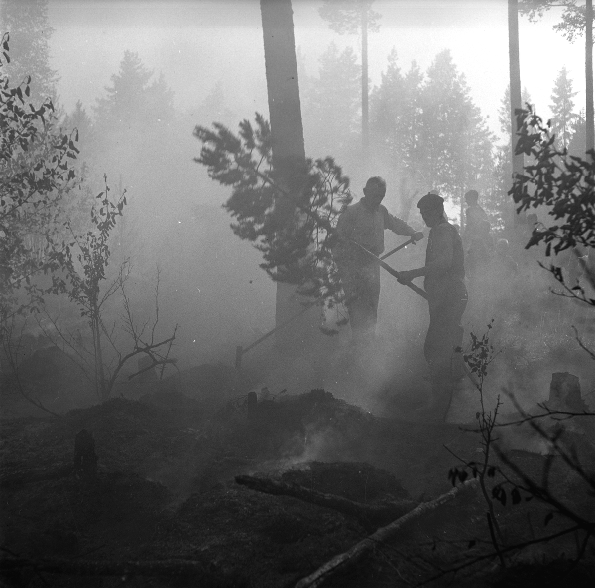 Skogsbrand i Sikvik. 23 juli 1949.