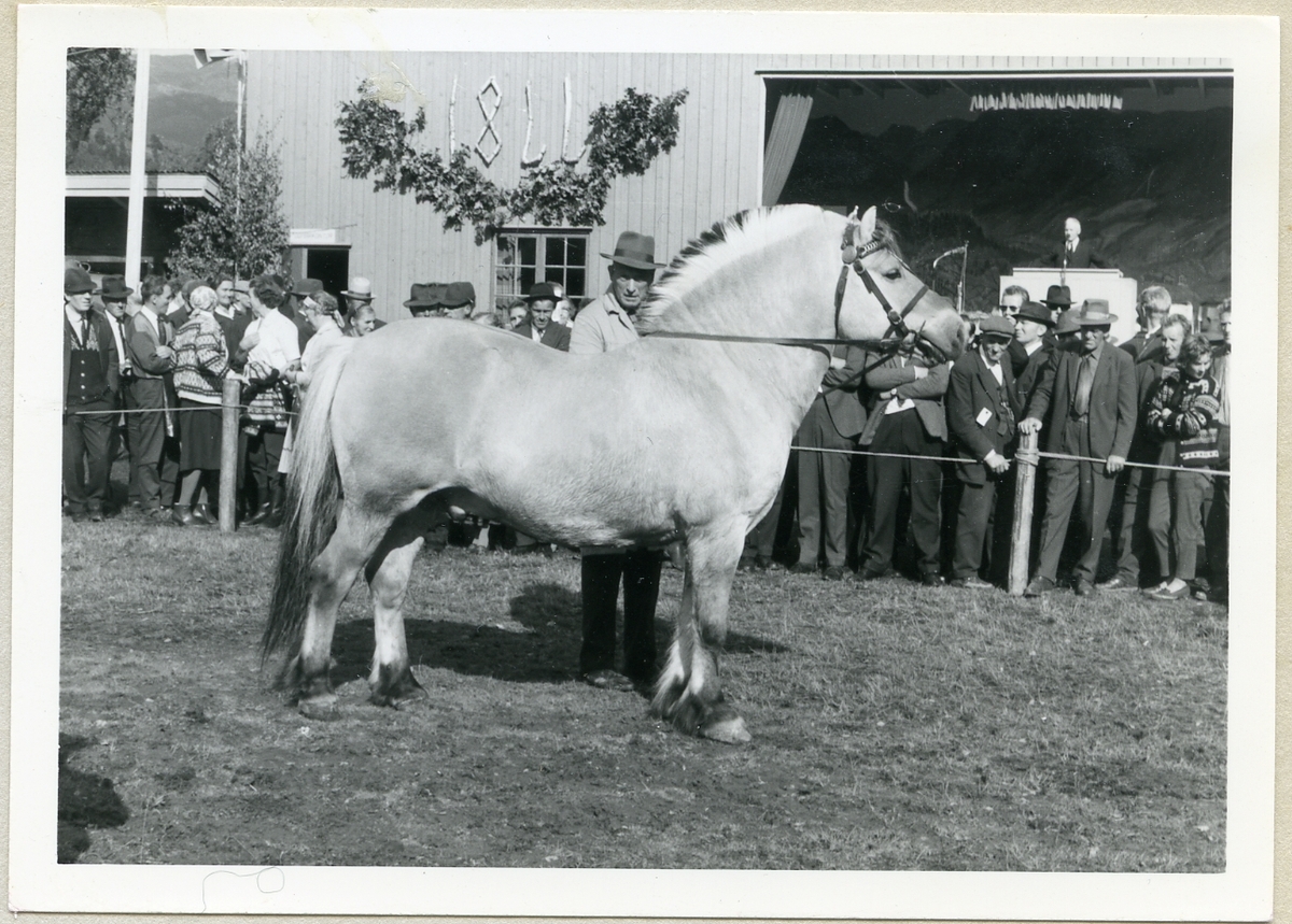 Hesten Heggtind 1611 på Dyrsku'n i 1966.
