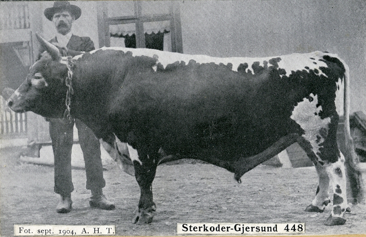 Avlsoksen Sterkoder-Gjersund 448.