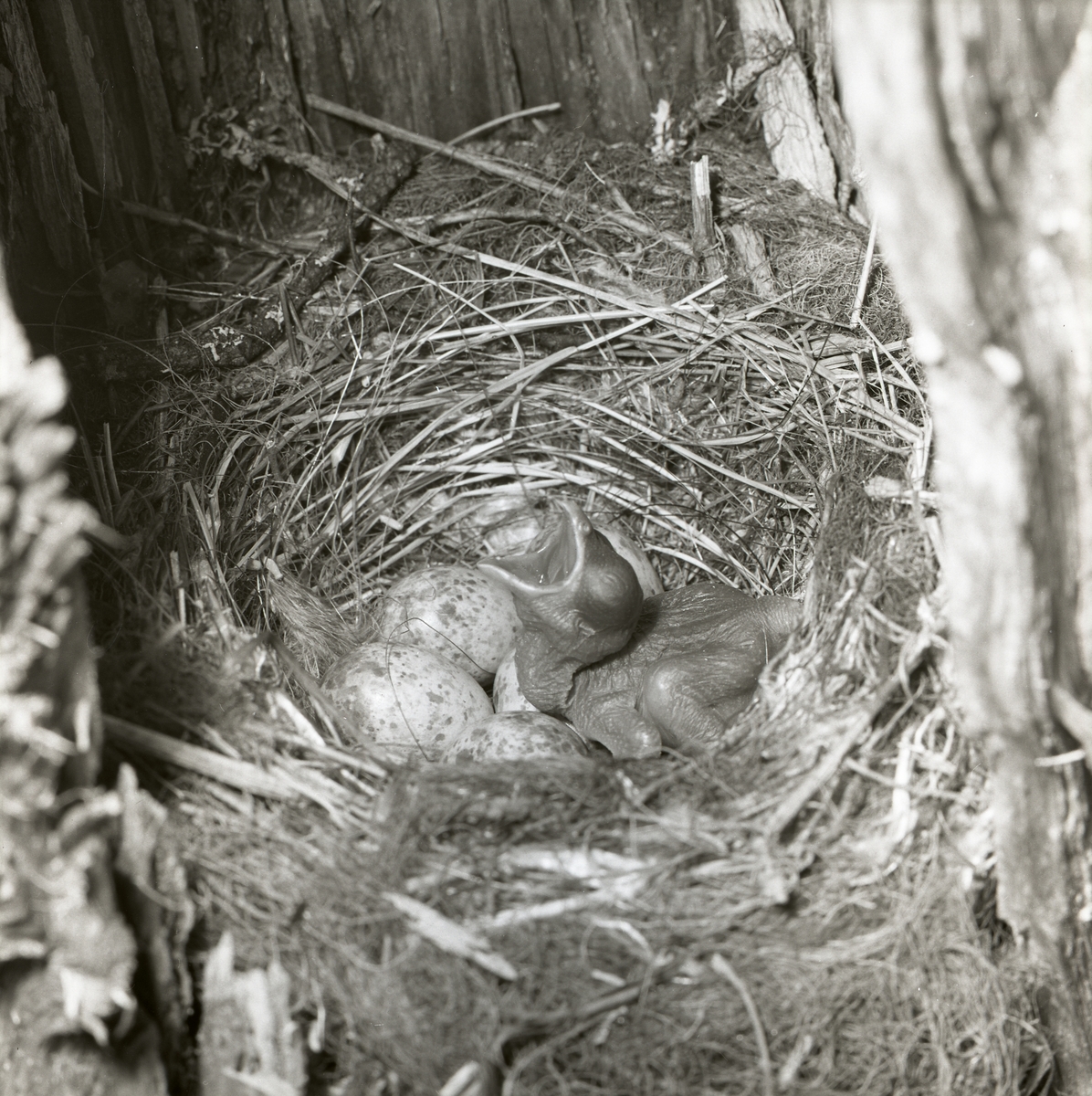Den nakna gökungen är nykläckt vid fototillfället 25 juni 1961. Den ligger i fågelboet intill de övriga äggen och ropar efter mat. Ögonen har ännu inte öppnat sig, kroppen har inte fått några fjädrar och näbben är vidöppen.