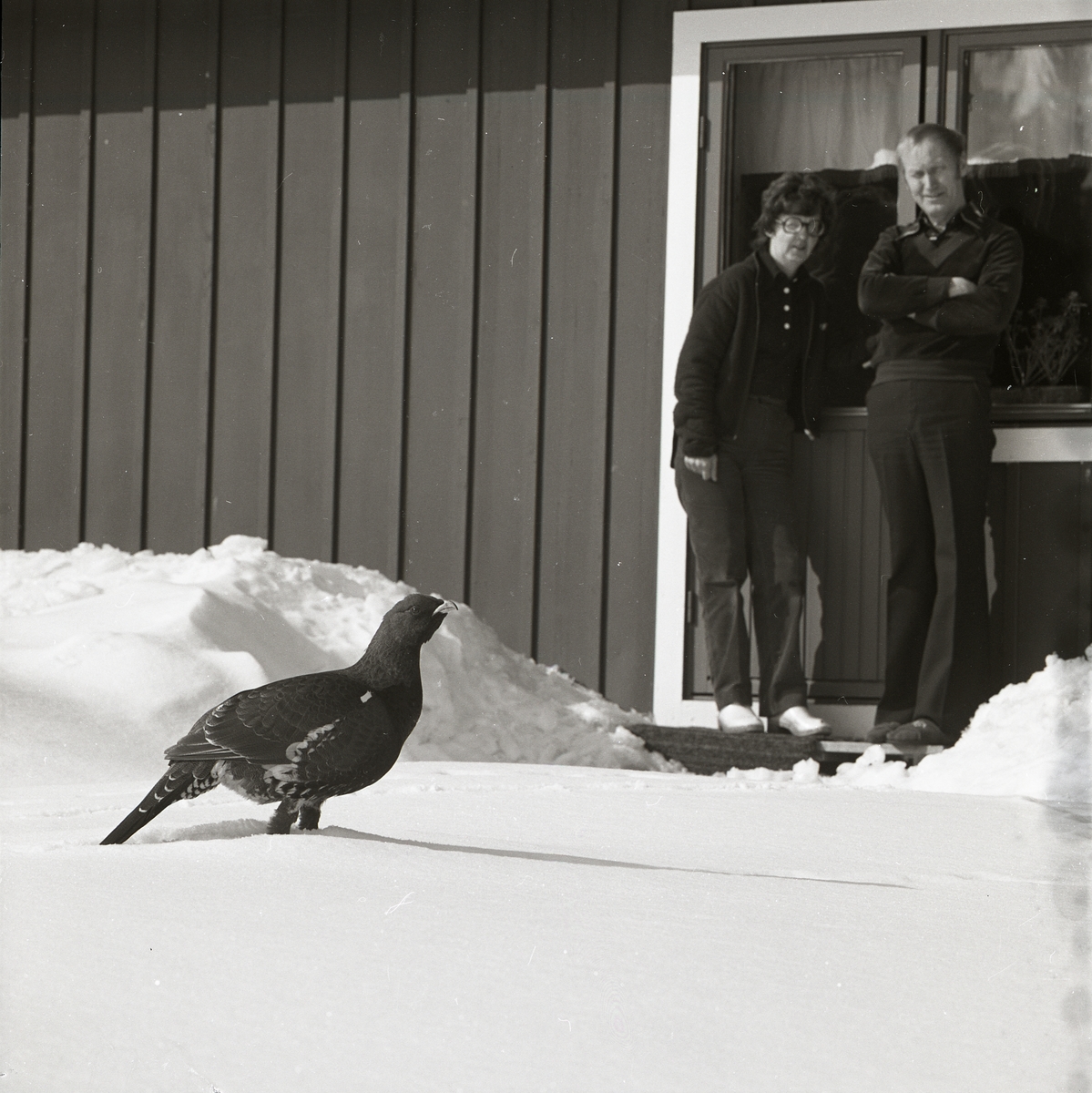 I Trönö 1980 har en djärv tjädertupp vandrat nära intill ett bostadshus och två personer har stigit ut på en stentrapp för att beskåda den. Tjädern står i decimeterdjup snö och längs husväggen står snövallarna ännu högre från marken.