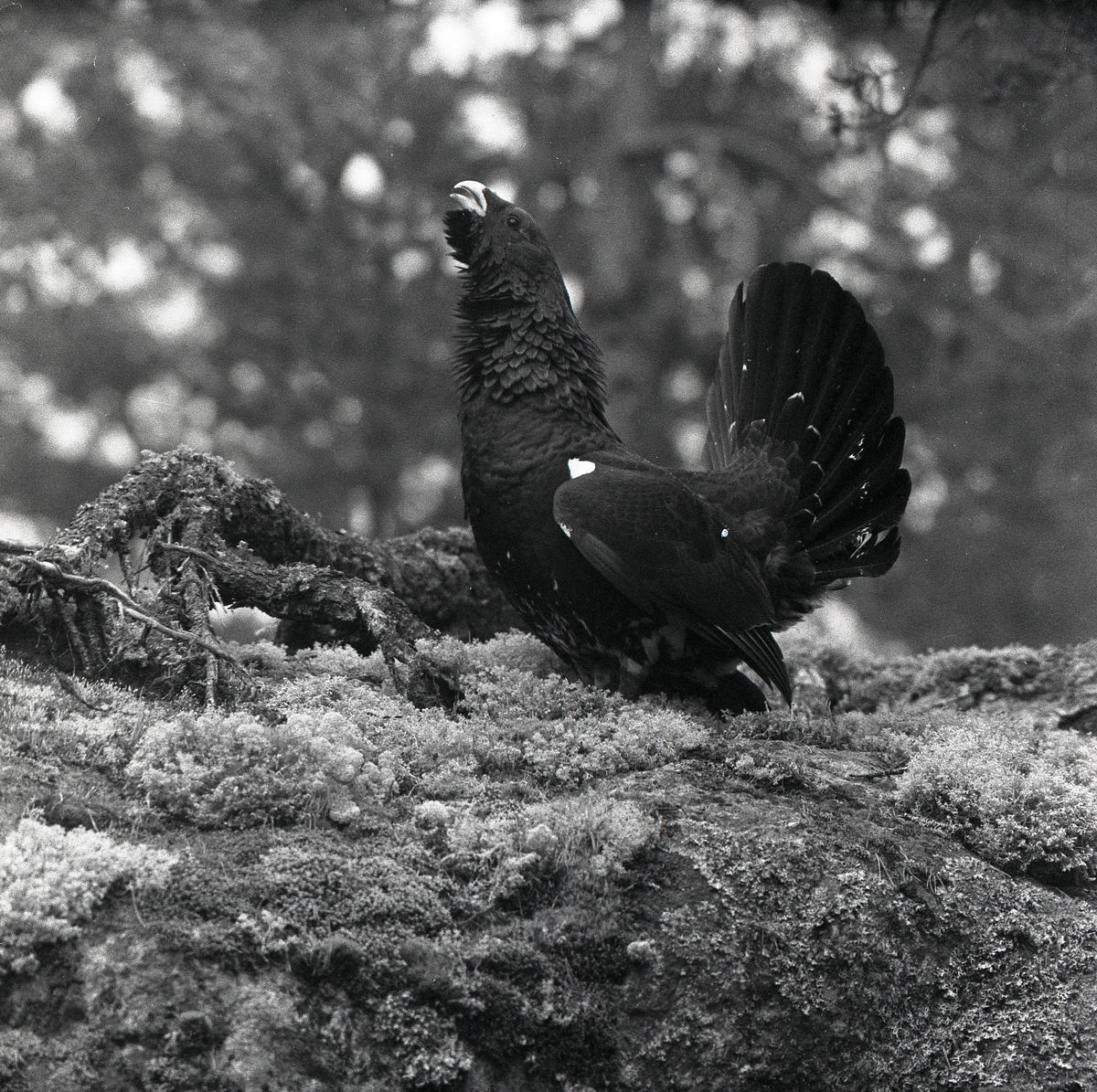Fågel står på en sten med mossor, lavar och grenar när den mot skogens bakgrund fångas på bild. Tjädertuppen spelar med fluffig fjäderdräkt och resta stjärtfjädrar när Hilding Mickelsson fotograferar den i profil.