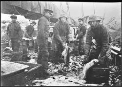 Jekta "Marie" fra Valsøya med fangst i Stamsund, Lofoten.