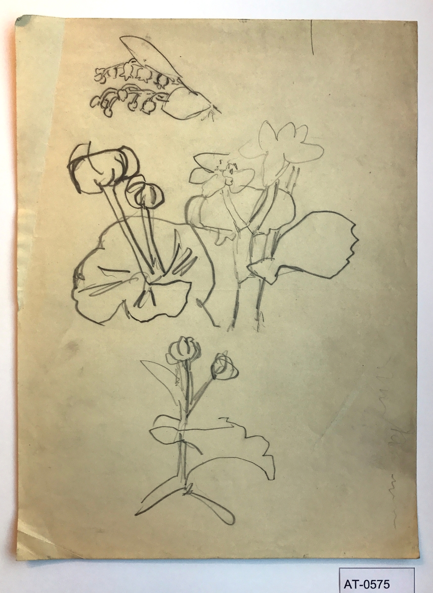 Blomsterstudie [Tegning]