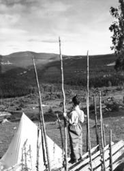 Liten kar nyter utsikten