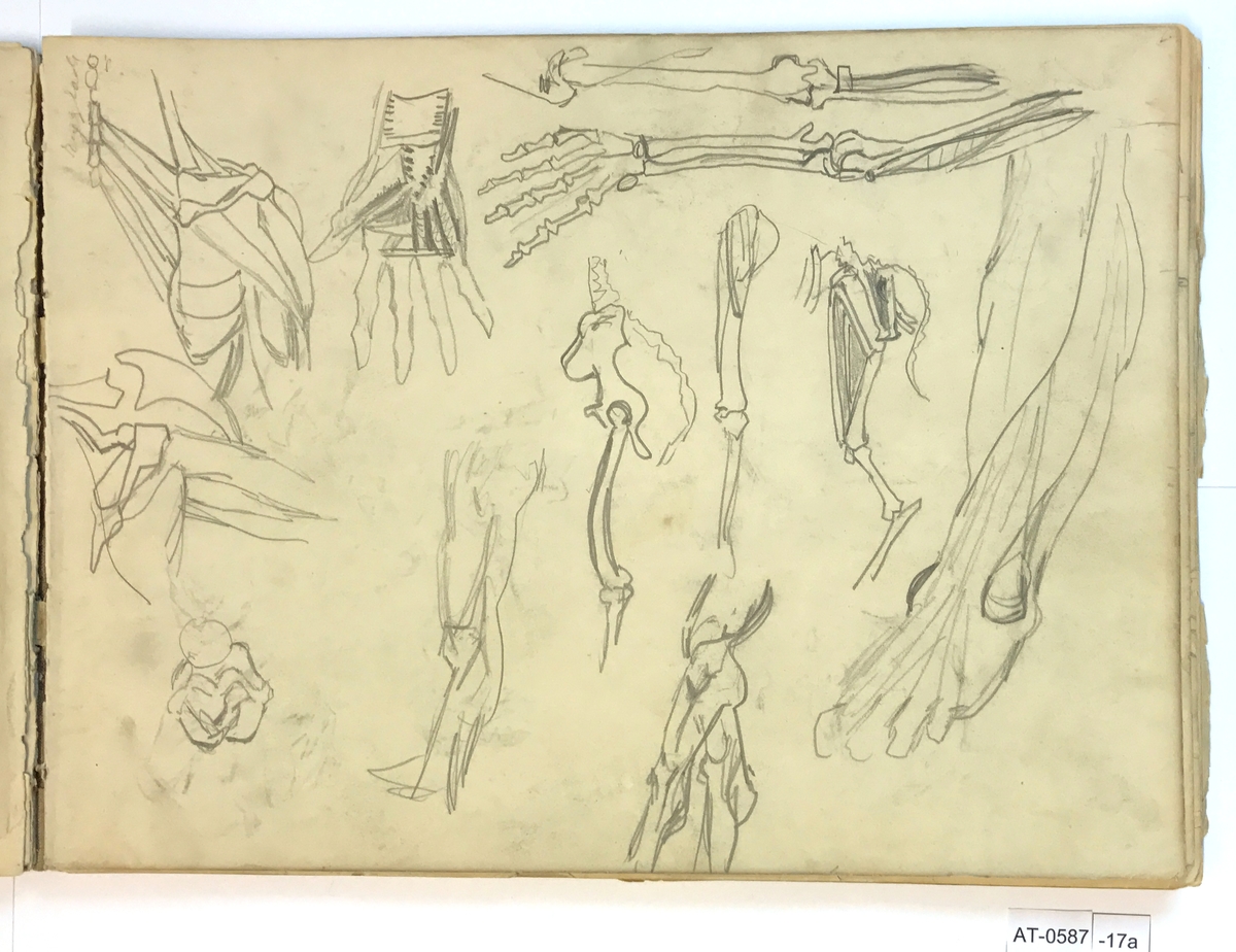 Anatomiske studier av armar, bein og rygg og skisse til foster [Tegning]