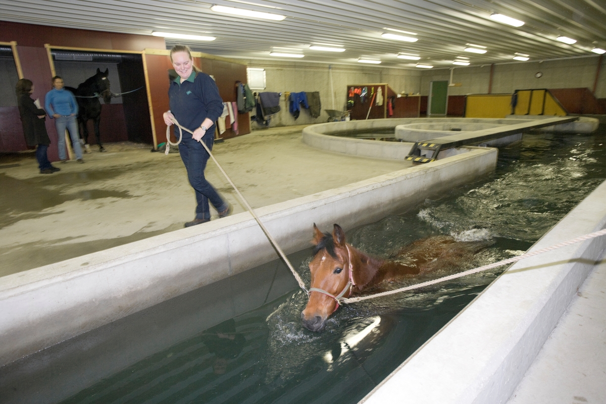 Svømme- og rehabiliteringssenter for hest. En hest svømmer i svømmebassenget.