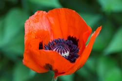 Urter i urtehagen til Norsk Farmasihistorisk Museum