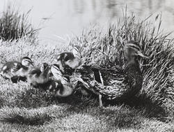 Ved Østensjøvannet