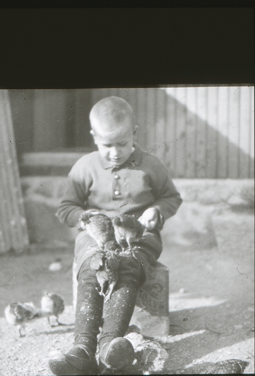 Gutt med høner på fanget på friluftsskolen Vangen.