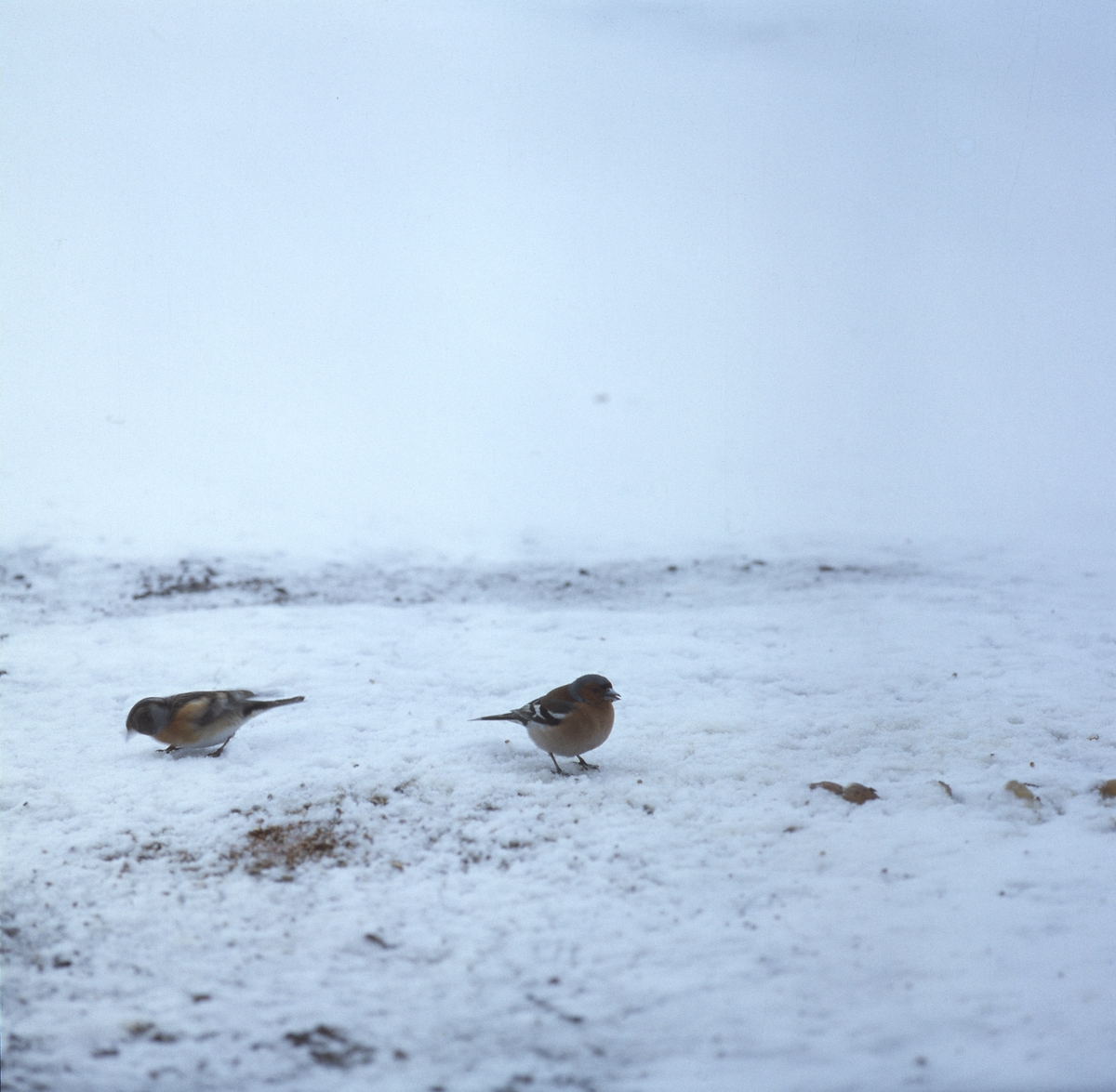 Bofinkar på snöig mark.