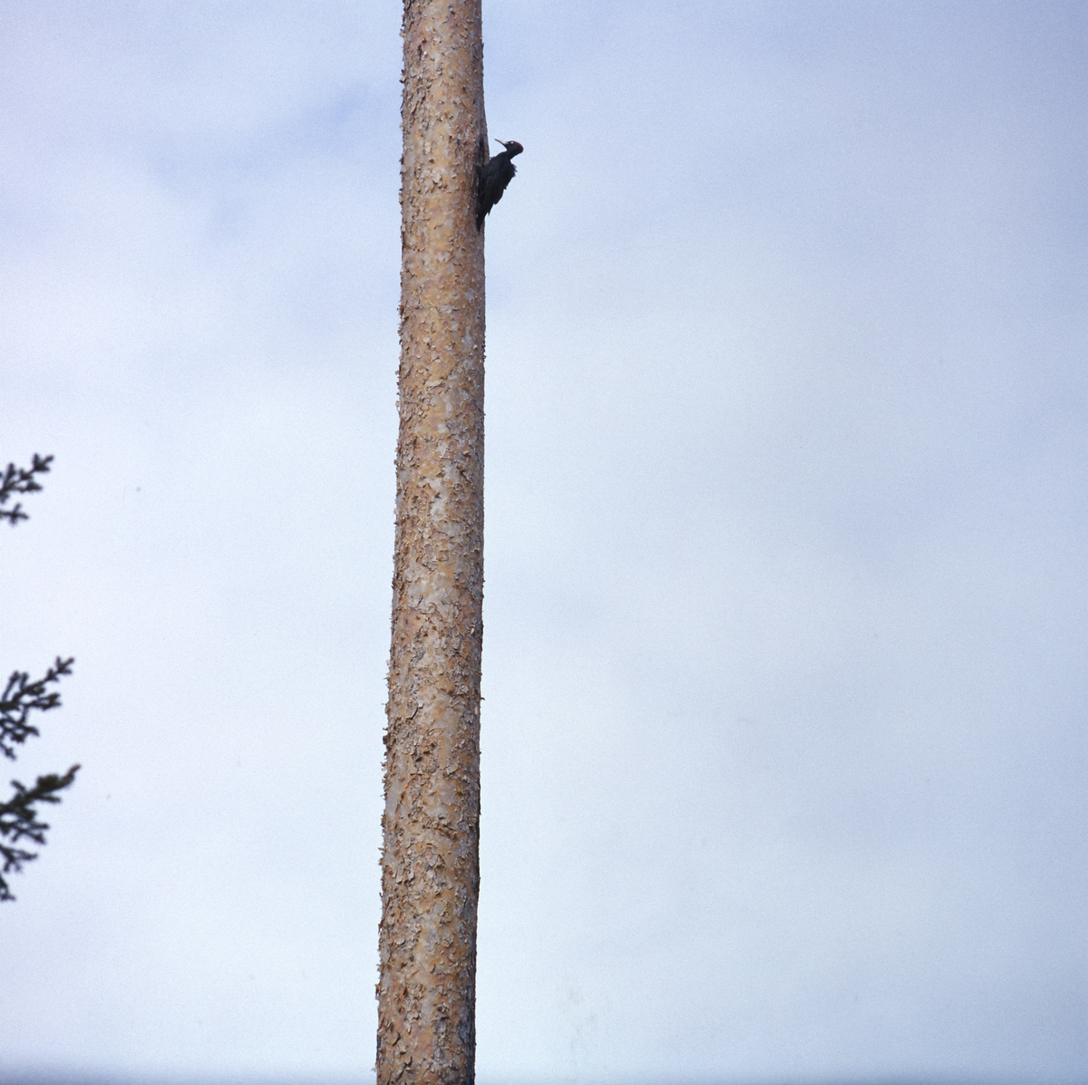 En spillkråka sitter högt upp på en tallstam. Blå himmel med lätta moln.