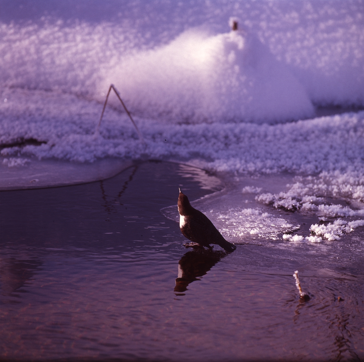 Strömstare på tunn is i vattenbrynet. I bakgrunden syns snöklädd mark.