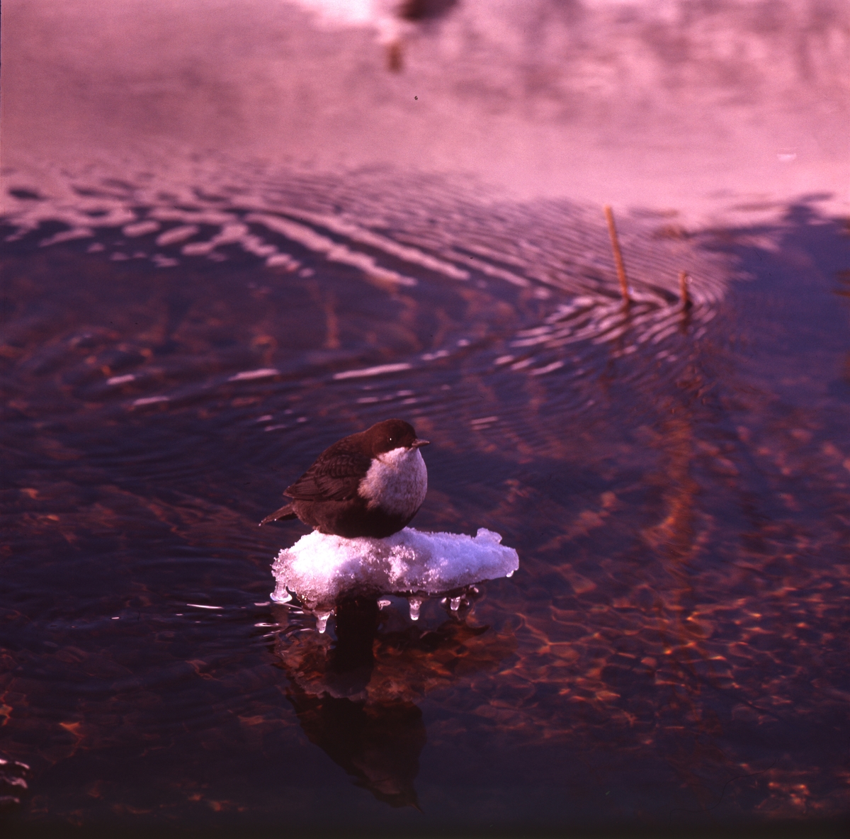 Strömstare sitter och vilar sig på en liten isfläck ute i vattnet.