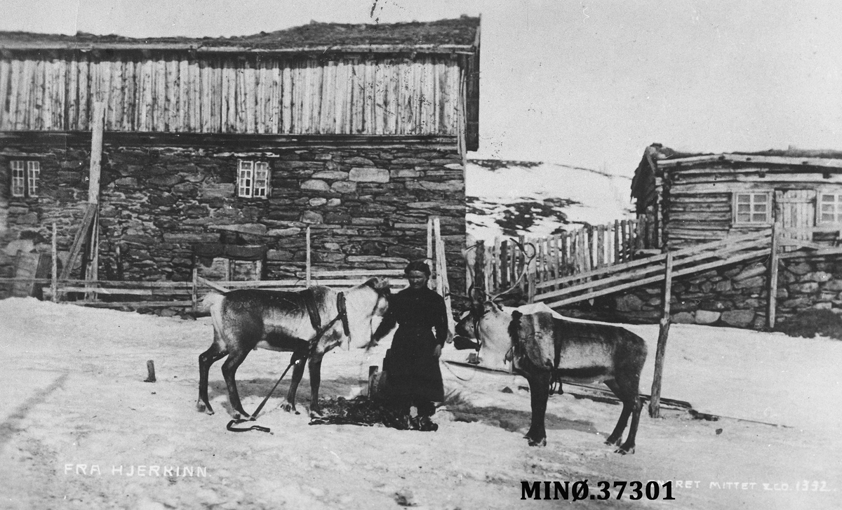 Fra Hjerkinn 1920. Kvinne med to reinsdyr.