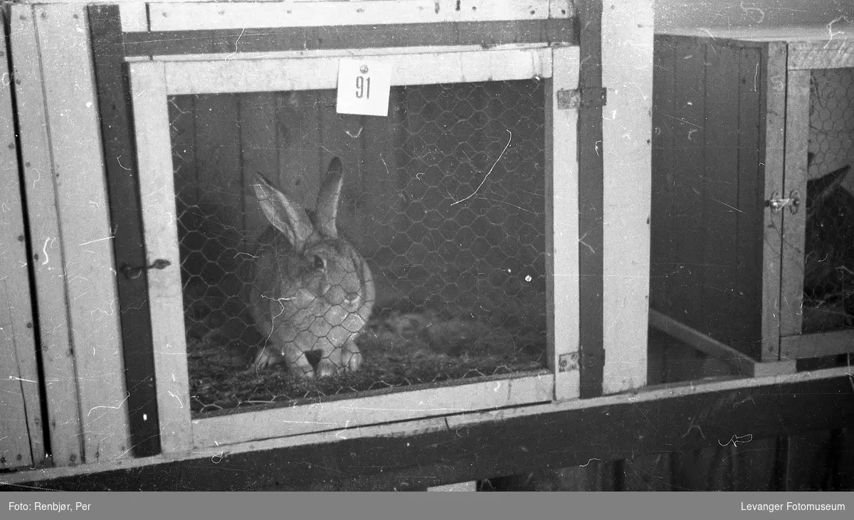 Fra utstillingen om høsten under byjubileet i 1936, pelsdyrutstilling, kanin.