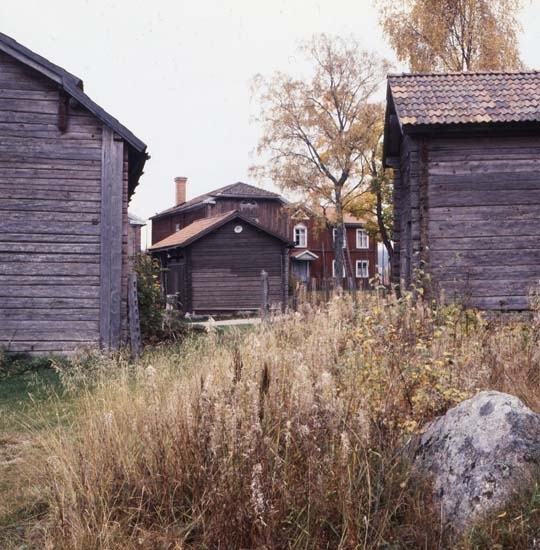 Mellan två omålade timmerbyggnader framträder en gård med olika hus. I förgrunden finns en sten omgiven av sly med hallonbuskar och rallarrosor.
