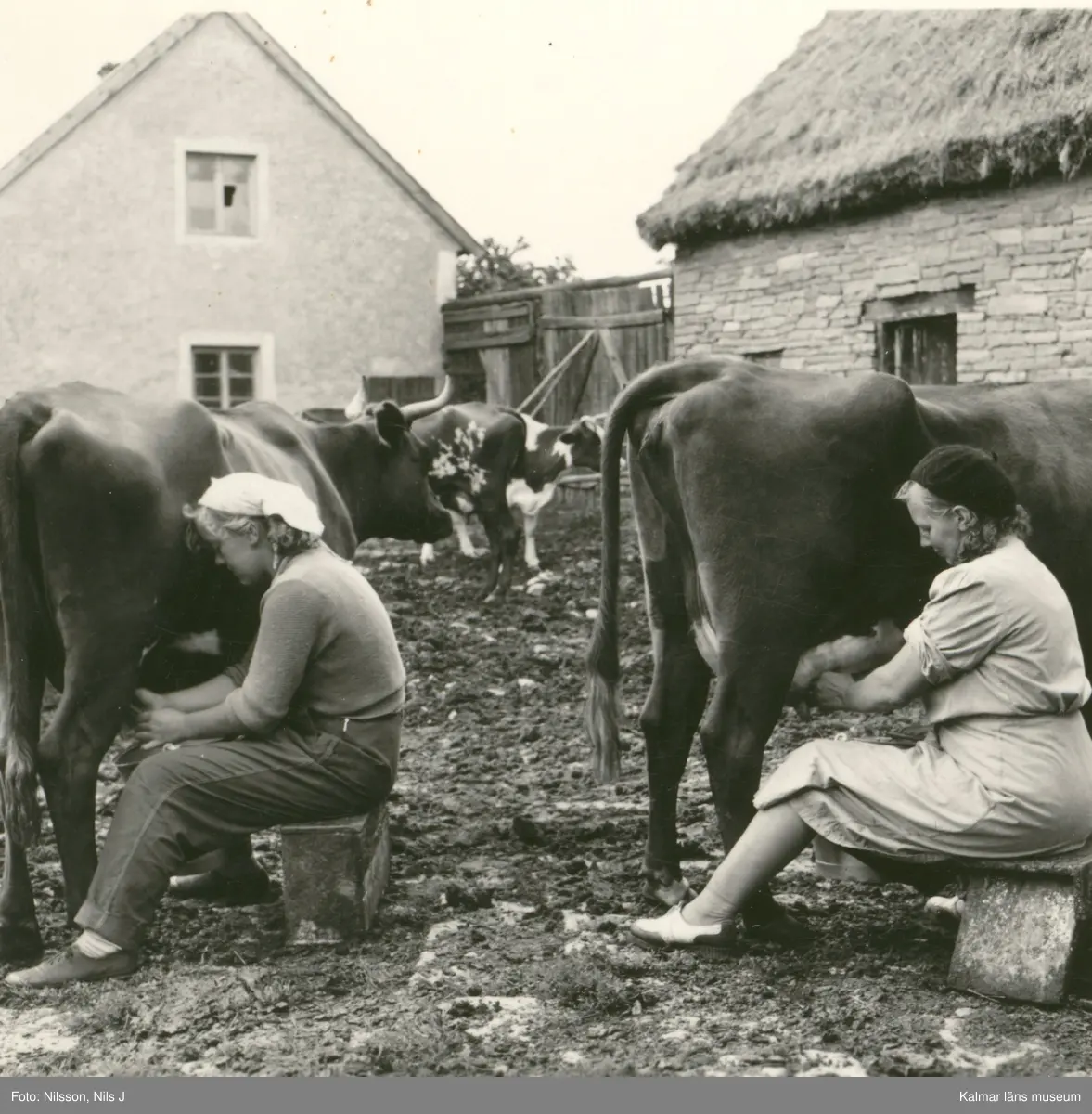 Fru Gulli Andersson mjölkar.