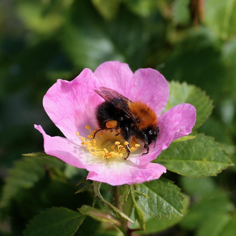 Rosa blomst med gul kjerne og en humle som beiter i modten.