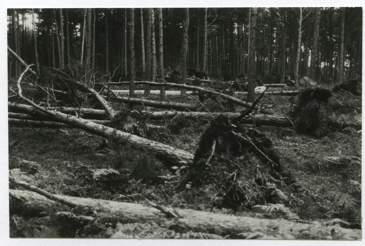 Resultat av den stora julistormen 1931.