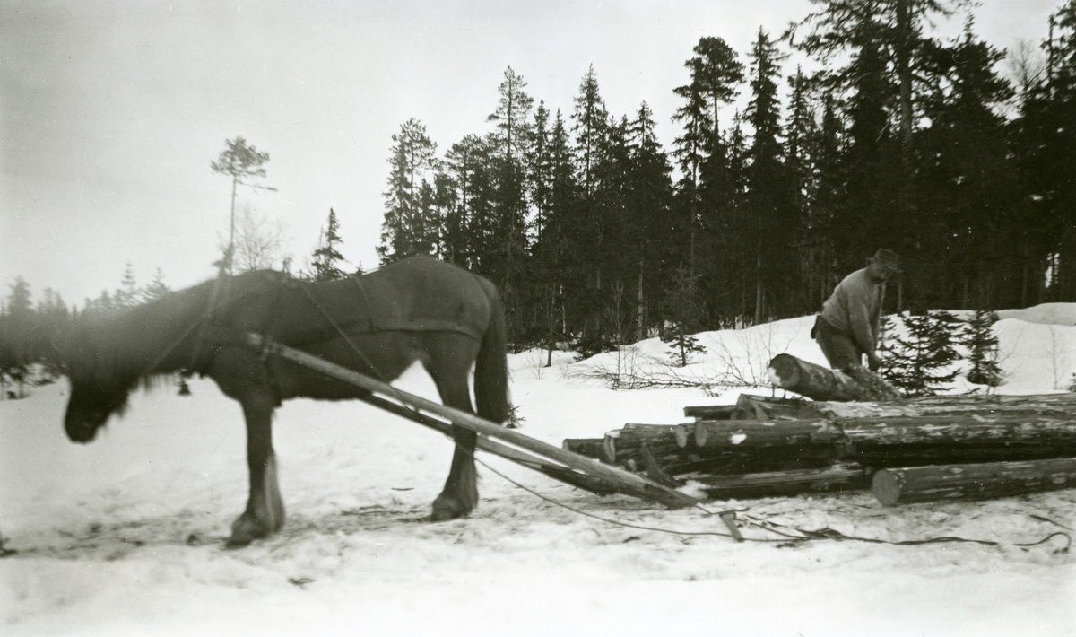 Mann lesser på tømmerlass i Galåsen (Galåsberget), hesten venter.