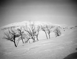Vinterbilde fra fjellet, fjellbjørk