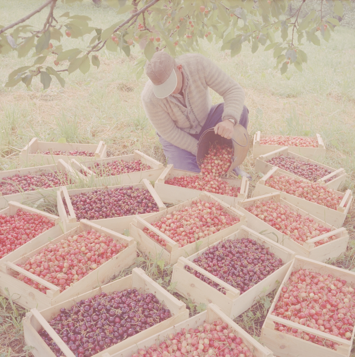 Norsk landbruks jubileumsutstilling 1959. Kasser med nyplukkede bær av alle slag. Bærplukkeren tømmer spannet.