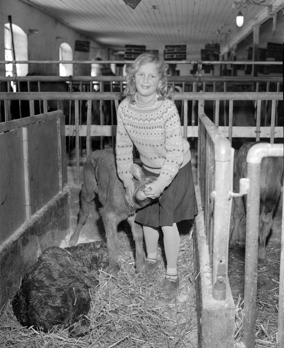 Norsk landbruks jubileumsutstilling 1959.  Jente i et fjøs med to kalver.