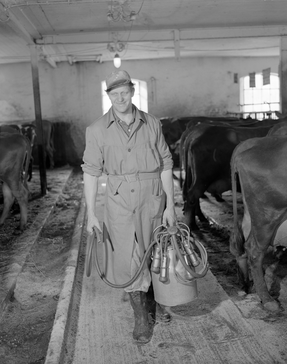 Norsk landbruks jubileumsutstilling 1959. Mann med melkemaskin i et fjøs.