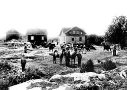 Svinningen i Spydeberg, folk og dyr i forgrunnen, fra før 19