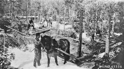 Tømmerlunning. Tømmeret var til bygging av tilbygg og scene 