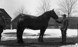 Johan Karlsen Hveem mønstrer hest. Fire bilder, trolig fra g