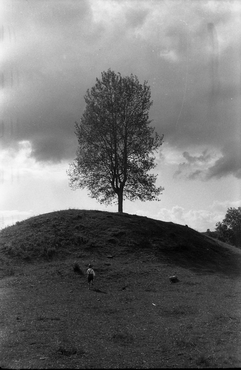 "Storospa" i Krabyenga, Østre Toten. Guttungen på veg opp mot treet er trolig Kjell Røisli.