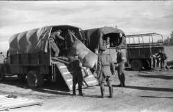 Opplasting av hest på lastebil ved Hærens Hesteskople på Sta