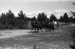 Firspann med kusk major Bjart Ording på Starum juli 1949. Ve