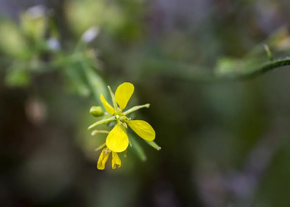 Nærbilde av hvitsennepblomsten som er knallgul med fire kronblader og lange støvbærere.