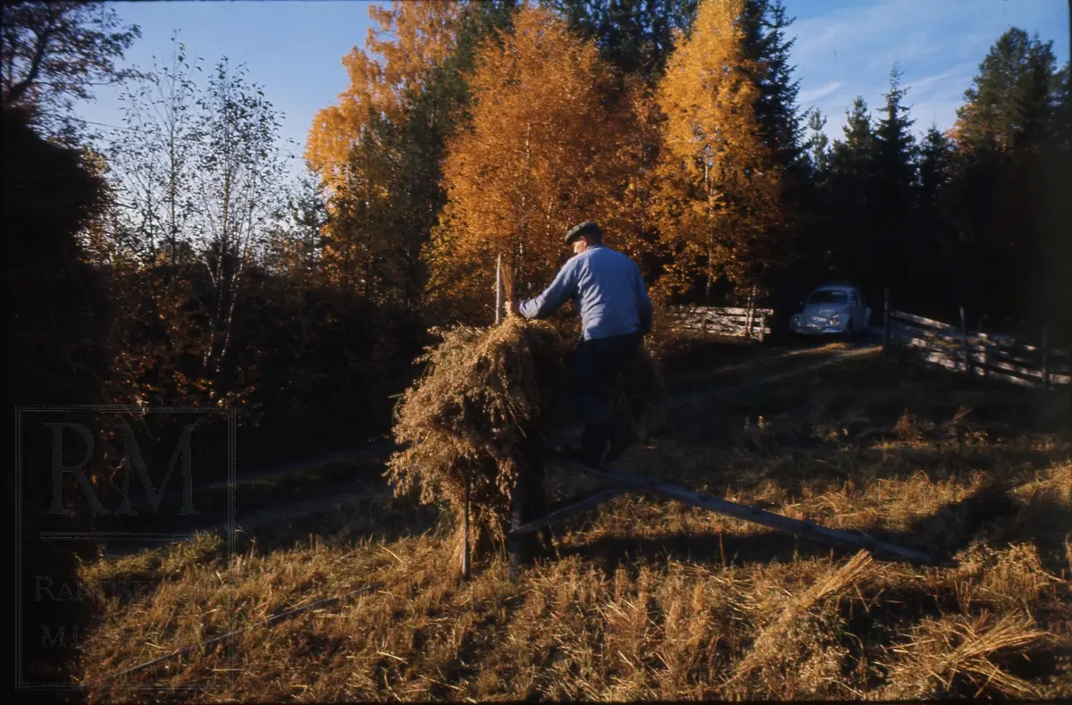 Foto fra "Skålonna", kornband settes opp på rå.