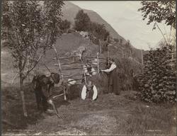 Høhæsjing i Hardanger [Fotografi]