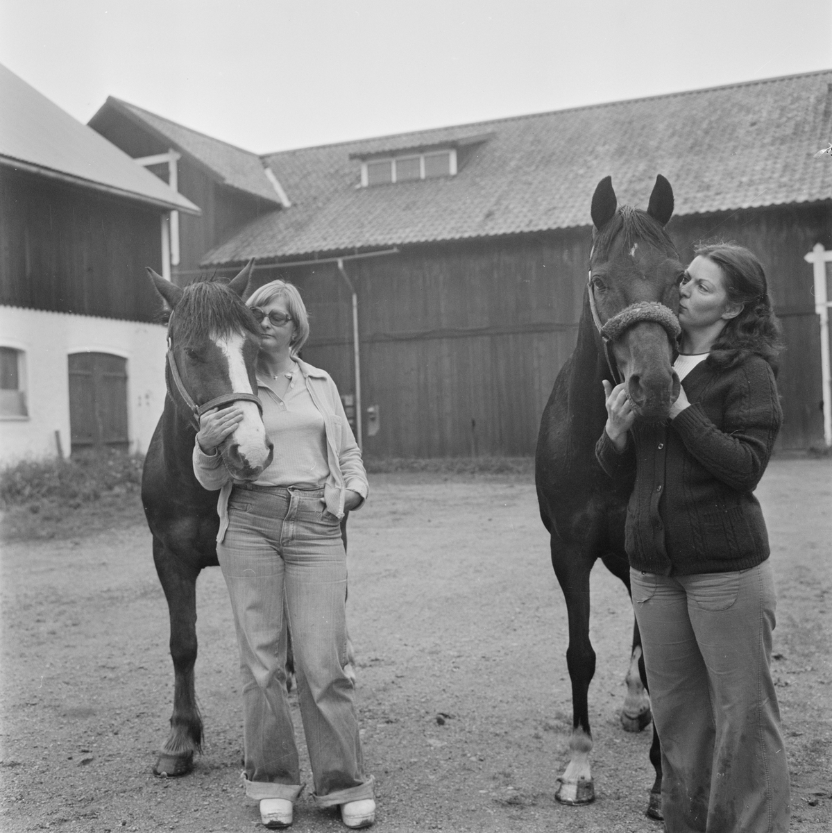 Hästar, Tierp, Uppland, juni 1978