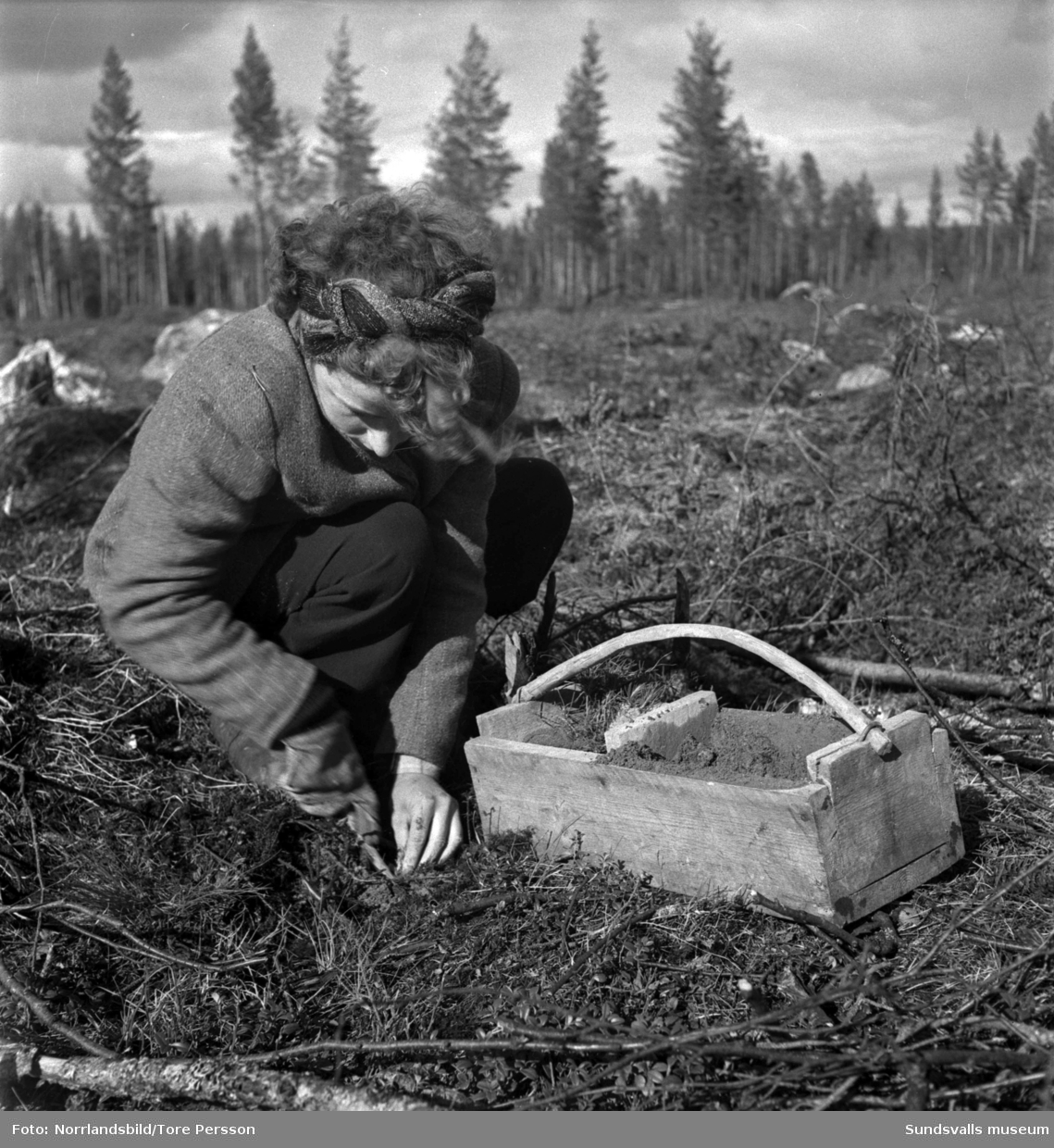 Plantering av skog i Mellansjö, Ramsjö socken.