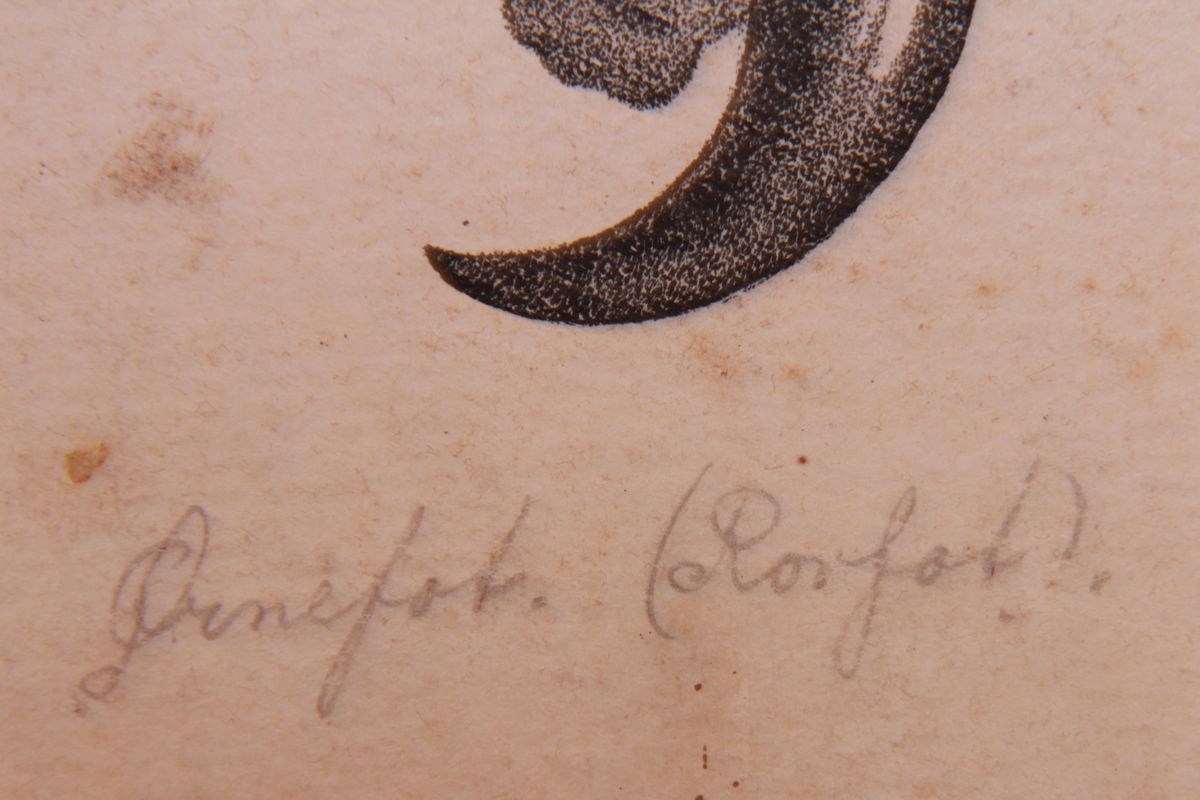 Store og små detaljer av fugler og ørn